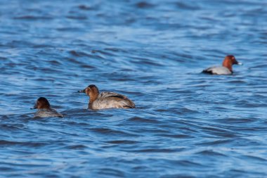 Gölde yüzen Pochard ördekleri (Aythya ferina)