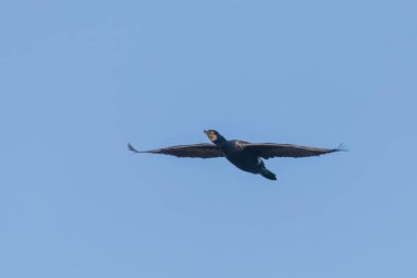 Uçarken büyük karabatak (Phalacrocorax carbo)
