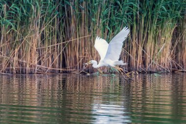 Büyük Akbalıkçıl gagalı Balıklarla Uçuyor (Ardea alba) Vahşi Yaşam