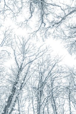 Ağaçların tepesinde kar, ağaçların tepesinde taç. 