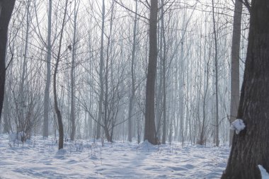 Kış sisli orman sahnesi, karlı soğuk sisli orman