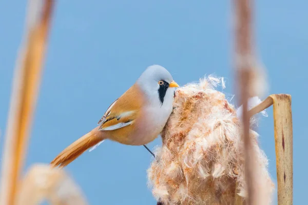 Aranyos Kis Madarak Szakállas Szopik Férfi Szakállas Reedling Panurus Biarmicus — Stock Fotó