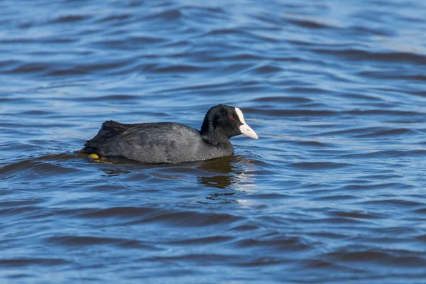 Fußbodenschwimmen Fulica Atra Aus Nächster Nähe — Stockfoto