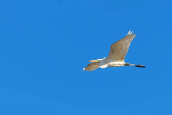 Wielkie Egret Flying Ardea Alba Czyste Niebo — Zdjęcie stockowe