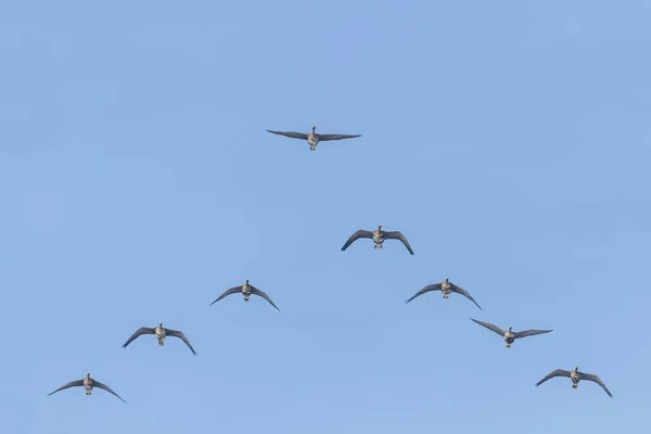 Schwarm Der Weißstirngänse Fliegt Formation Blauer Himmel — Stockfoto