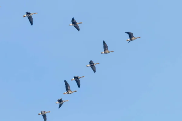 Formasyonunda Uçan Büyük Beyaz Önlü Kazlar Sürüsü Mavi Gök — Stok fotoğraf