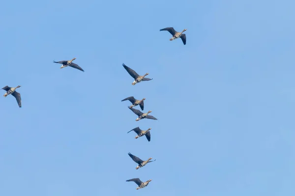 Schwarm Der Weißstirngänse Fliegt Blauer Himmel — Stockfoto