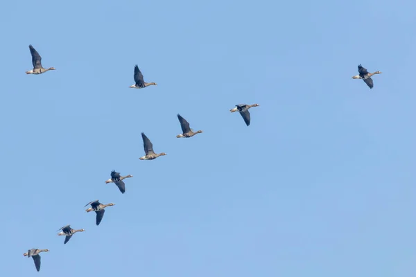 Schwarm Der Weißstirngänse Fliegt Formation Blauer Himmel — Stockfoto