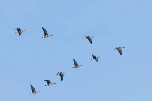 Schwarm Der Weißstirngänse Fliegt Formation Blauer Himmel — Stockfoto