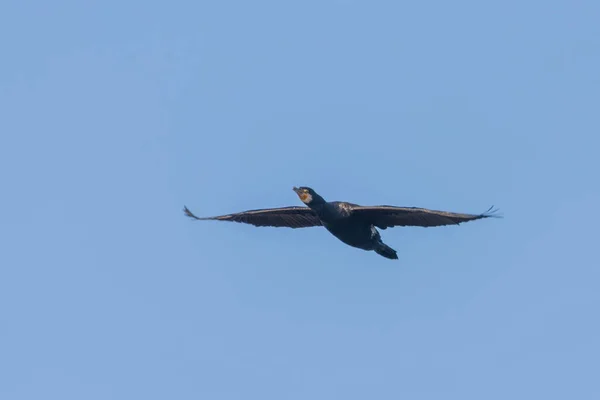 Velký Kormorán Letu Phalacrocorax Carbo — Stock fotografie