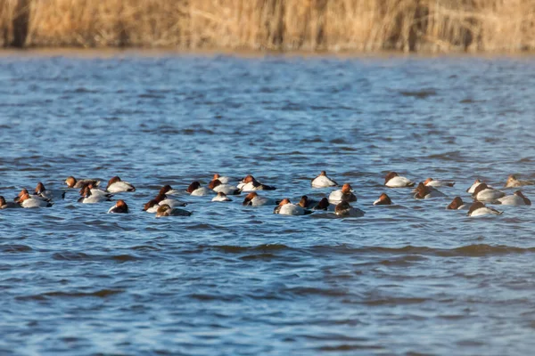 Patos Pochard Comunes Nadando Lago Aythya Ferina — Foto de Stock