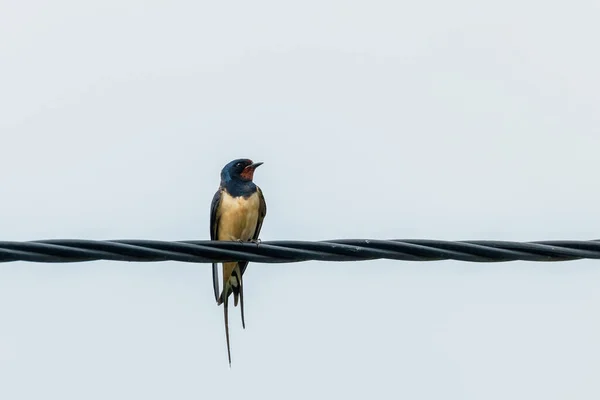 Pajta Fecske Dróton Hirundo Rustica — Stock Fotó