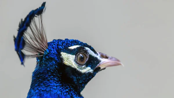 Indian Peafowl Veya Blue Peafowl Pavo Kriterleri Görüntüyü Kapat — Stok fotoğraf