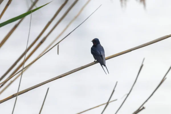 Αχυρώστε Μια Reed Hirundo Rustica — Φωτογραφία Αρχείου