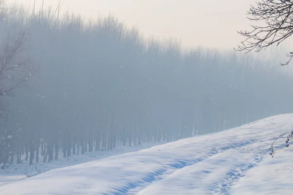 Winter foggy forest scene, Cold foggy forest with snow