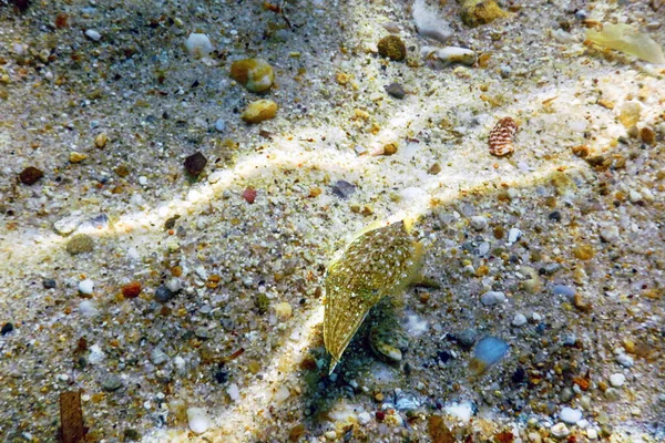 Cuttlefish Camouflage Cuttlefish Swimming Underwater — Stock Photo, Image