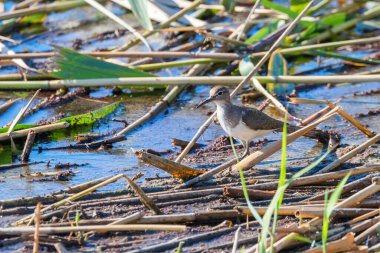 Çulluk Su Kuşu (Actitis hypoleucos)