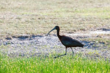 Parlak Ibis (Plegadis falcinellus) Dalgalı Kuş