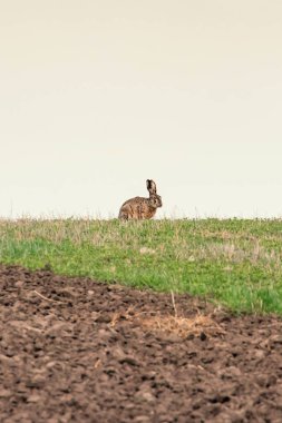 Avrupa Kahverengi Tavşanı (Lepus europeaus) bahar mevsiminde saklanır
