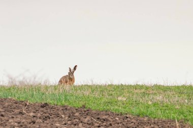 Avrupa Kahverengi Tavşanı (Lepus europeaus) bahar mevsiminde saklanır
