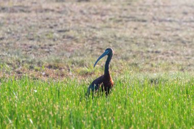 Parlak Ibis (Plegadis falcinellus) Dalgalı Kuş