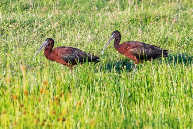 Parlak Ibis (Plegadis falcinellus) Dalgalı Kuş