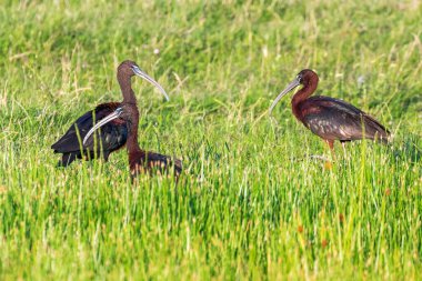 Parlak Ibis (Plegadis falcinellus) Dalgalı Kuş