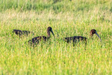 Parlak Ibis (Plegadis falcinellus) Dalgalı Kuş