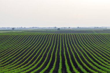 Yeşil Mısır tarlada büyüyor. Yeşil Mısır Bitkileri, sığ alan derinliği, tarım geçmişi
