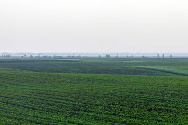 Genç Yeşil Mısır Tarlada Büyüyor, Genç Mısır Bitkileri