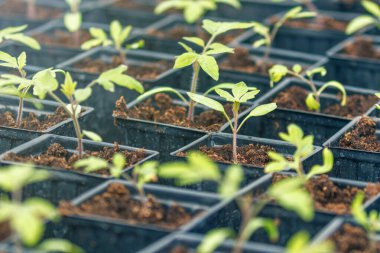 Domates filizli sera, filizli domates, saksı domates tohumu. Bahar Tohumları.