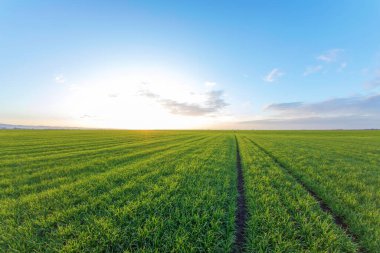 Tarlada yetişen küçük buğday fideleri