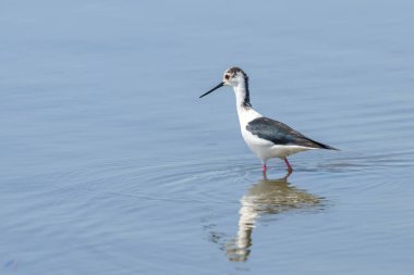 Sudaki Kara Kanatlı Stilt (Himantopus himantopus) Wader Bird Stilt