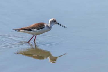 Sudaki Kara Kanatlı Stilt (Himantopus himantopus) Wader Bird Stilt