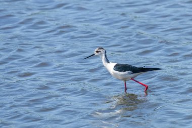 Sudaki Kara Kanatlı Stilt (Himantopus himantopus) Wader Bird Stilt