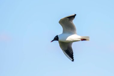 Uçan Martı, Kara Kafalı Martı (Larus ridibundus)
