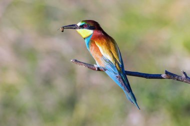 Avrupa Arı Yiyen (Merops Apiaster))