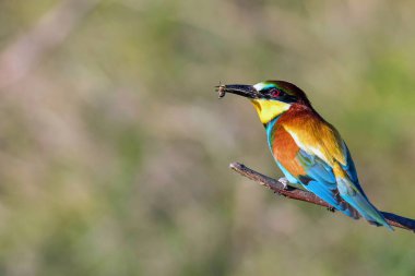Avrupa Arı Yiyen (Merops Apiaster))