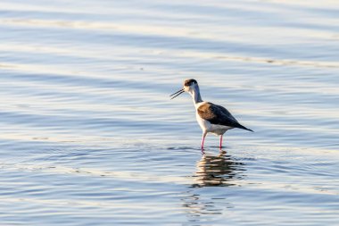 Sudaki Kara Kanatlı Stilt (Himantopus himantopus) Wader Bird Stilt