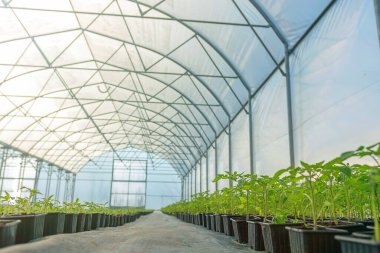 Serada Saksı Tohumları Sıraları