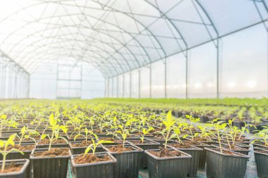 Serada büyüyen genç bitkiler