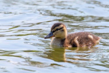 Su yüzeyinde ördek yavrusu, ördek yavrusu yüzüyor.
