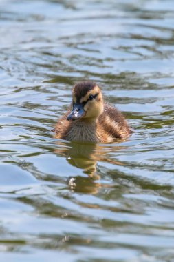 Su yüzeyinde ördek yavrusu, ördek yavrusu yüzüyor.