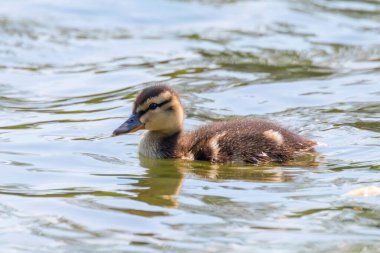 Su yüzeyinde ördek yavrusu, ördek yavrusu yüzüyor.
