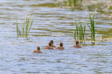 Ördek yavruları yüzüyor, Mallard ördekleri su yüzeyinde.