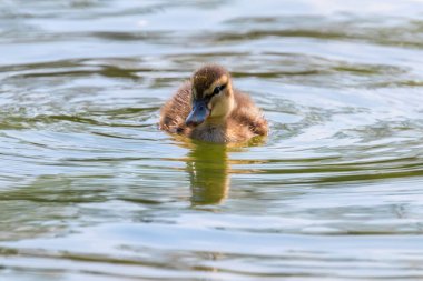 Su yüzeyinde ördek yavrusu, ördek yavrusu yüzüyor.