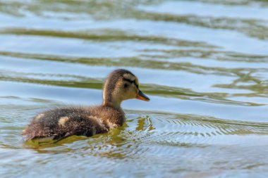 Su yüzeyinde ördek yavrusu, ördek yavrusu yüzüyor.