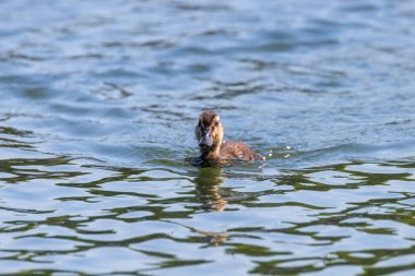 Su yüzeyinde ördek yavrusu, ördek yavrusu yüzüyor.