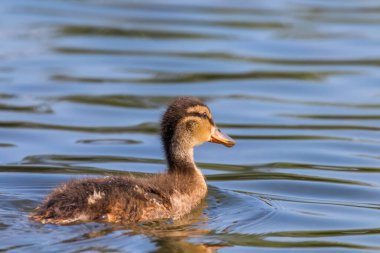 Su yüzeyinde ördek yavrusu, ördek yavrusu yüzüyor.