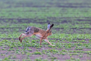 Avrupa Kahverengi Tavşanı (Lepus europeaus) sahada koşuyor